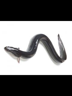 [x]ニホンウナギの稚魚を飼い始めました！ - YouTube