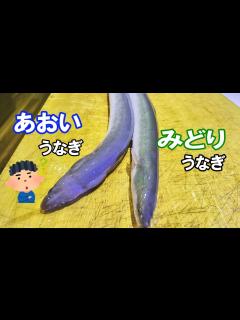 [x]どちらがウマいの・・・？？？？【釣ったウナギの養鰻】 - YouTube