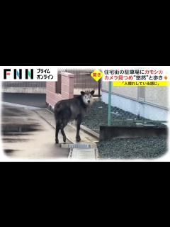 [x]岩手・盛岡市 住宅街の駐車場にカモシカ カメラ見つめ“悠然”と歩き - YouTube