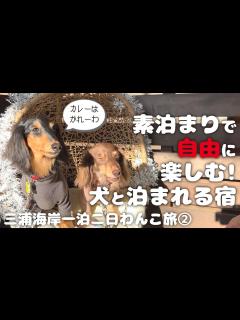 [x]【犬連れ旅行神奈川三浦宿】「ワンズランド三浦海岸」さんで自由なステイを楽しむ!デモデヘブンも寄ったよ!1泊2日わんこ旅2/2 2022.12 ...