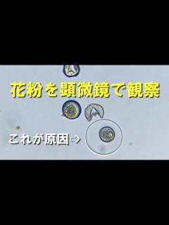 [x]花粉を顕微鏡で観察すると・・・ - YouTube