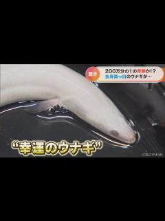 [x]奇跡！幻の「白いウナギ」が養殖場に 「福を呼び込む」と食べずに飼育へ 愛知・豊橋市(2022/10/24) - YouTube