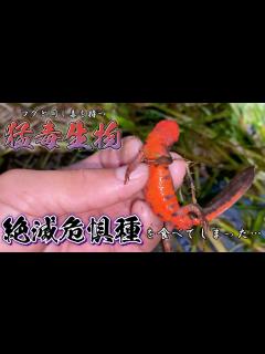 [x]昔の人が食べていた猛毒生物を食べてみた - YouTube