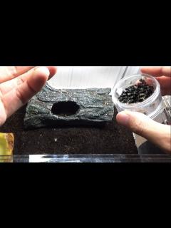 [x]凶暴な肉食生物が潜む水槽に大量のクモをぶちまけた結果... - YouTube