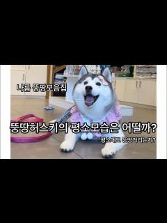 [x]뚱땅허스키는 평소에도 뚱땅거릴까? (뚱땅모음집) - YouTube