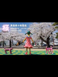 [x]【青森県の桜名所】青森県十和田市 - 十和田市官庁街通り - 日本の道100選 - YouTube