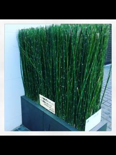 [x]トクサ(木賊)の育て方｜剪定や挿し木、株分けの方法は？