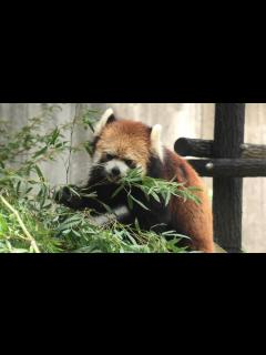 [x]レッサーパンダ の『みい』と『ライム』 (千葉市動物公園) 2020年9月17日 - YouTube