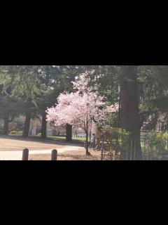 [x]仙台錦町公園（仙台NHK隣）の桜2 20200328 - YouTube