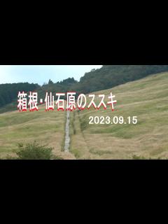 [x]箱根・仙石原のススキ2023.09.15 - YouTube