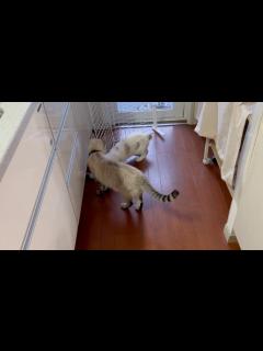 [x]夢中で遊ぶ子猫、のんびり寝転がる兄猫！キャットタワーのネズミで繋がるふたりの心温まる光景 - YouTube