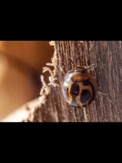 [x]クロホシテントウゴミムシダマシ | 虫の写真と生態なら昆虫写真図鑑「ムシミル」