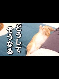 [x]どうしてそんな事になるウサギがこちら… - YouTube