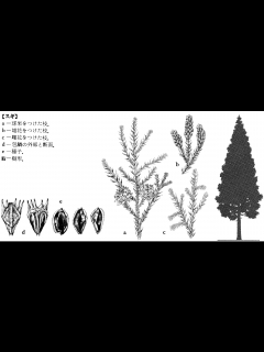 [x]スギとは？ 意味や使い方 - コトバンク