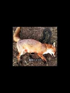 [x]【閲覧注意！】野生生物達の戦い！丸呑みしたはずの動物がお腹を突き破って出てきた - YouTube