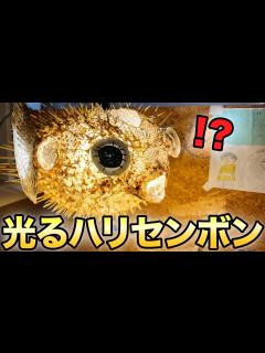 [x]綺麗に光るハリセンボンの剥製を一週間で作る！ - YouTube