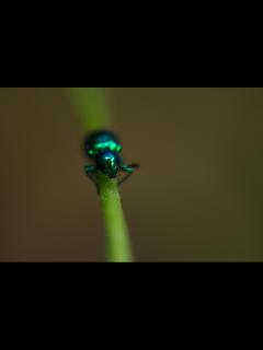 [x]オオミドリサルハムシ | 虫の写真と生態なら昆虫写真図鑑「ムシミル」